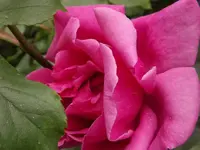DSCF0763.webp