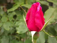 DSCF0766.webp