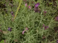DSCF0767.webp