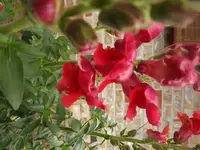 DSCF0747.webp