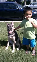 dog.webp
