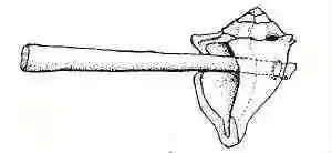 shellhammerhafted0001.webp