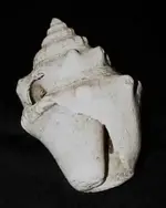 pleuroplocagiganteahammer2.webp