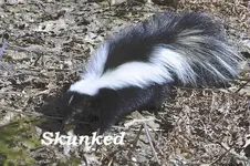 skunk-211-full.webp
