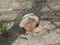 Site 2 head rock 2 Resized.webp