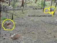 Site 2 layout 10 turtle shell M Resized.webp