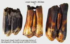 cow_cheekteeth.webp cow_cheekteeth.webp