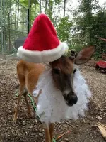 raindeer.webp