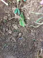 image-1350129570.webp