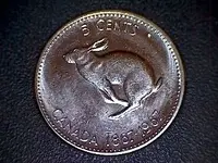 rabbit.webp