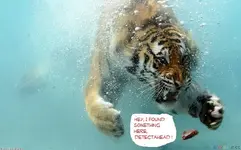 tiger_underwater_1280x800.webp