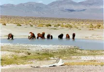 Wild Horses.webp