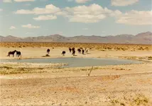 Wild Horses2.webp
