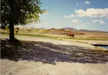 Wild Horses27.webp