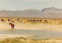 Wild Horses32.webp