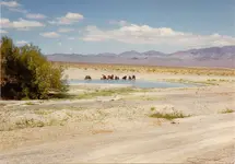 Wild Horses33.webp