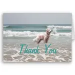 Dog thks.webp
