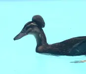 Baruck.webp