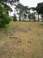 Median Strip Finds 011.webp