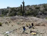 DesertShark.webp