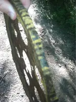 image-2955294247.webp