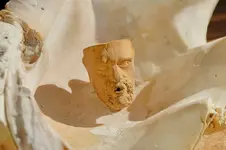 Clay Pipe Stem (3).webp