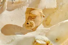 Clay Pipe Stem (4).webp