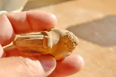 Clay Pipe Stem (8).webp Clay Pipe Stem (8).webp