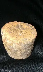 close up end bone fossil.webp