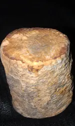 close up bone fossil 2.webp