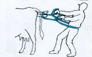 Calf.webp