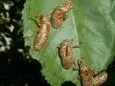cicada shells.webp