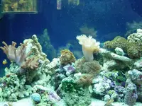 reef.webp reef.webp