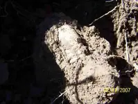 3 ringer in dirt.webp