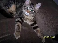 izzy the relic diggin cat in training.webp