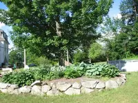 ring hosta 002.webp