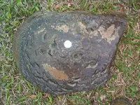 Fossils 030.webp