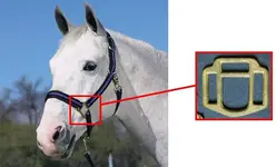 halter.webp