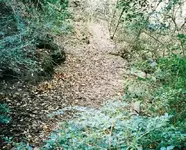 Trail.webp