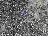 lonely flower.webp