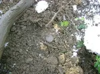Barber Park 005.webp