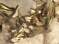 monarch1.webp