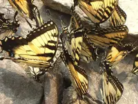 monarch3.webp