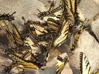 monarch2.webp
