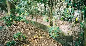 Trail2.webp