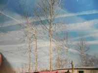 001.webp
