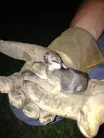 image-3105752828.webp