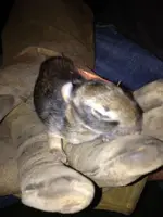 image-2328184039.webp