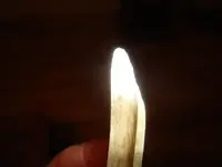 bone tool white tip.webp