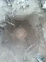 2012 312.webp